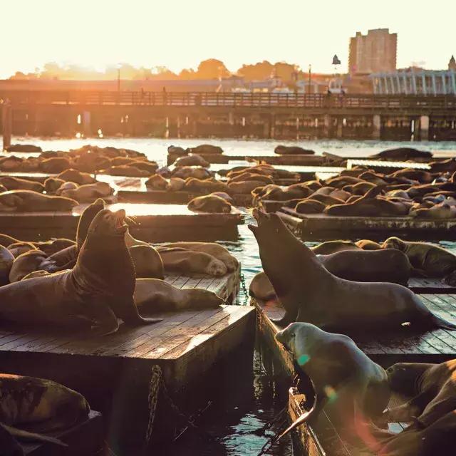 日落时分，海狮在39号码头的K码头休息